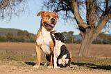 AMSTAFF  ADULT & PUPPIES 028